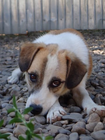 Helia, chien à l'adoption