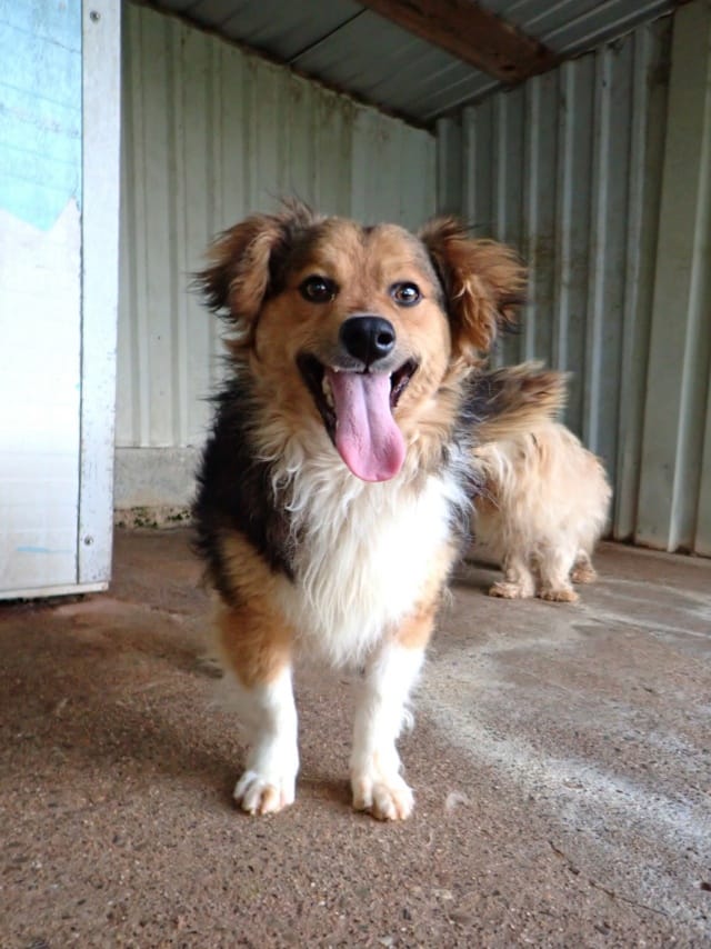 Helio, chien à l'adoption chez Remember Me France