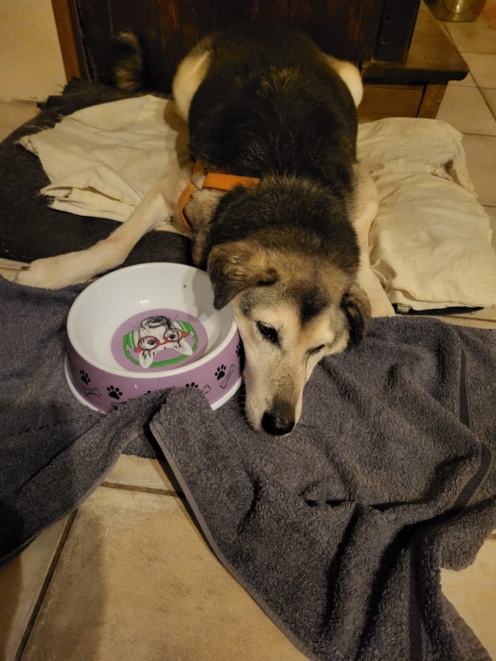 Hephaïstos, chien à l'adoption chez Remember Me France