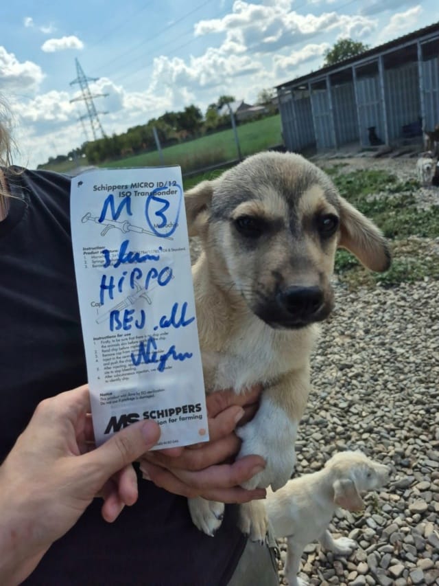 Hippo, chien à l'adoption
