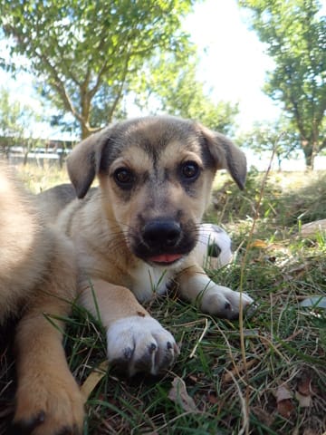 Hippo, rescue dog available for adoption