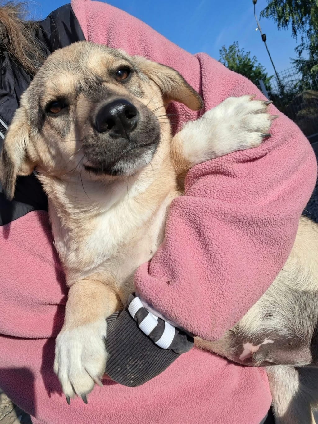 Hippo, chien à l'adoption chez Remember Me France