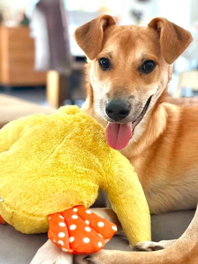 Hiro, chien à l'adoption chez Remember Me France