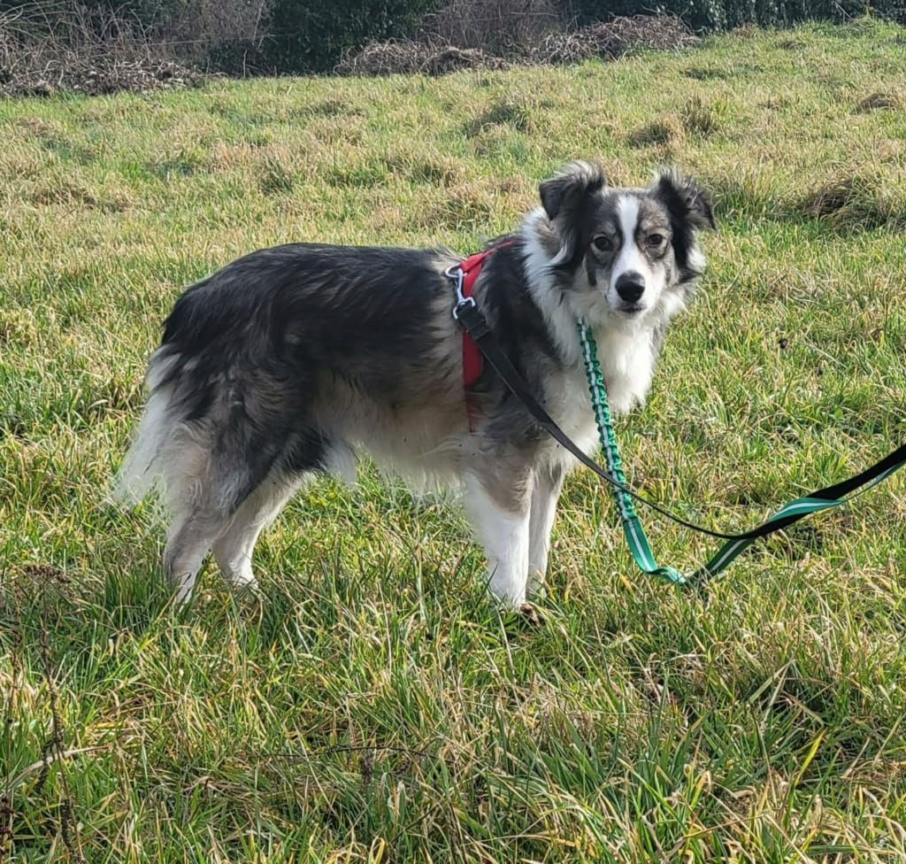 History, chien à l'adoption