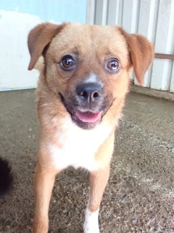 Hocus, dog for adoption at Remember Me France