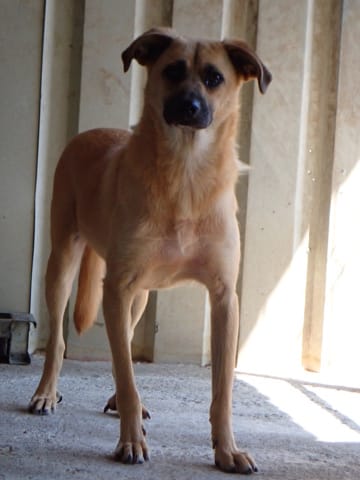 Howard, chien à l'adoption chez Remember Me France