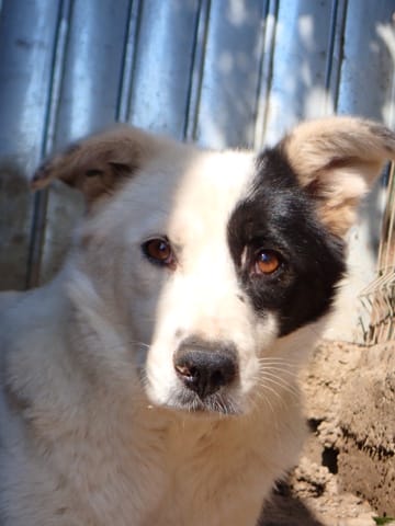 Hyaris, chien à l'adoption