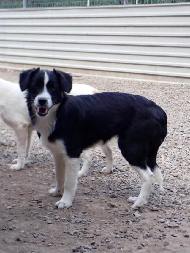 Ibrahima, chien à l'adoption chez Remember Me France