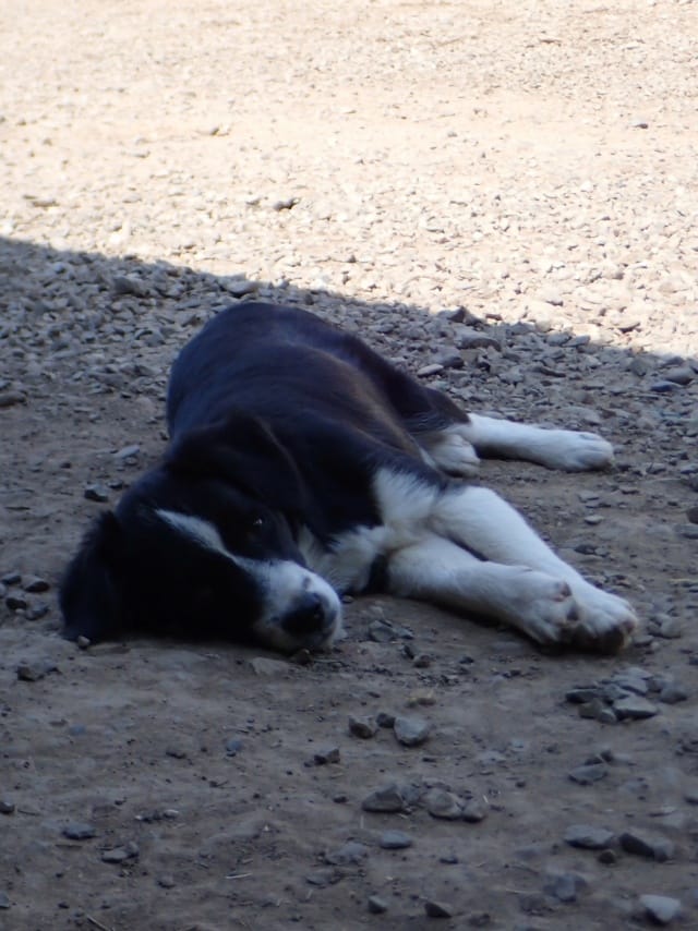 Ibrahima, chien à l'adoption