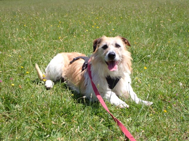 Imelda, chien à l'adoption