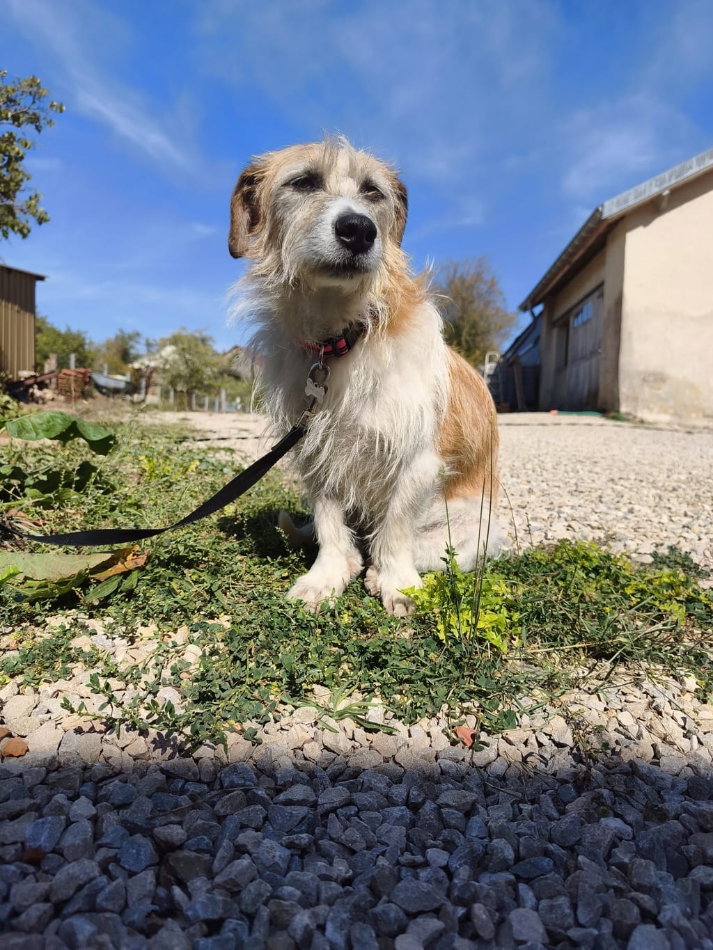 Imelda, dog for adoption at Remember Me France