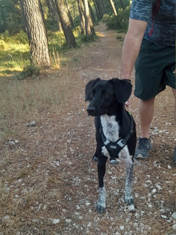Iona, chien à l'adoption chez Remember Me France