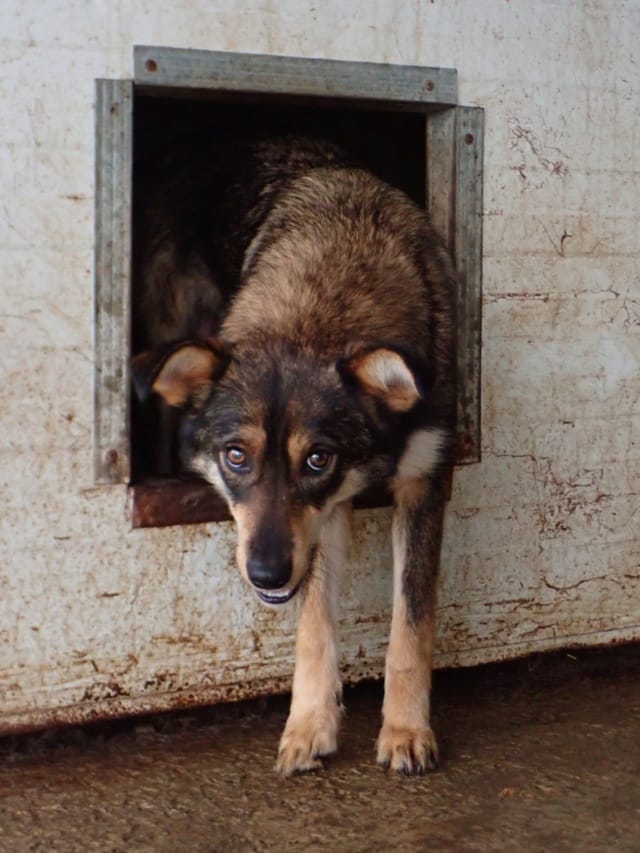 Ioniq, chien à l'adoption