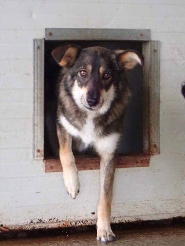 Ioniq, rescue dog available for adoption