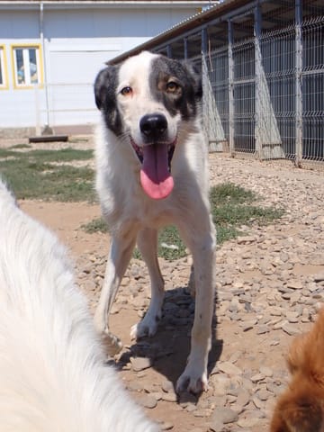 Ipnos, chien à l'adoption