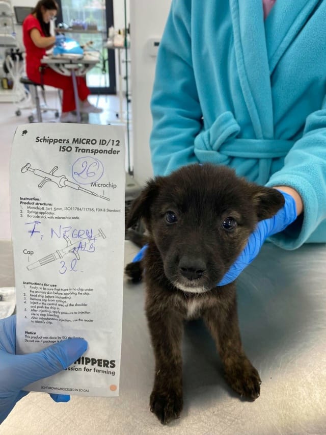 Iskandra, chien à l'adoption