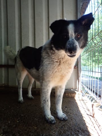 Iskaya, chien à l'adoption