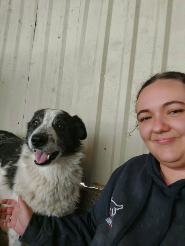 Iskaya, rescue dog available for adoption