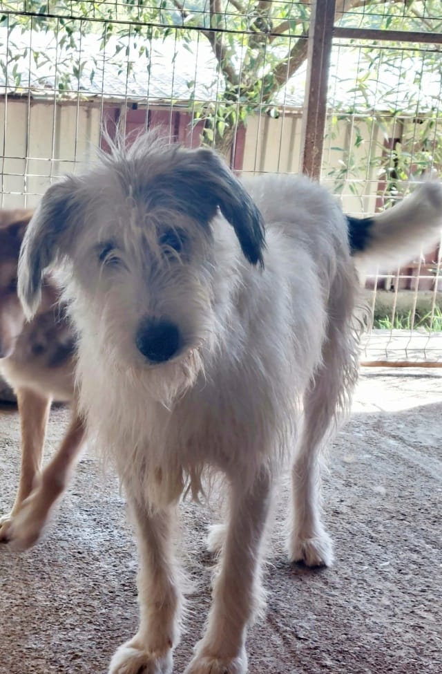Issam, chien à l'adoption