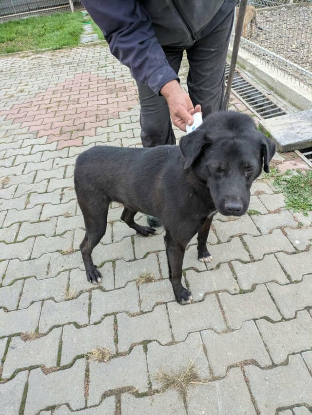 Jack, chien à l'adoption
