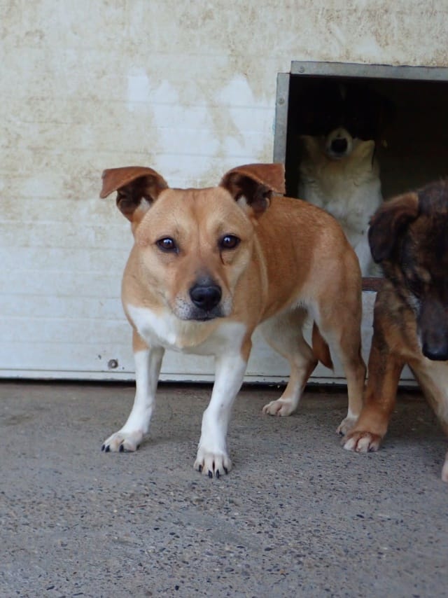 Jadore, chien à l'adoption
