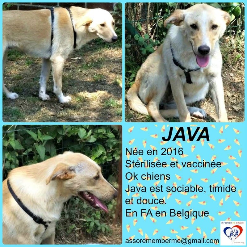 Java, chien à l'adoption