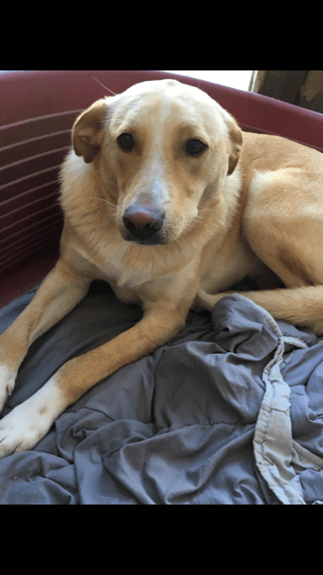 Java, chien à l'adoption chez Remember Me France