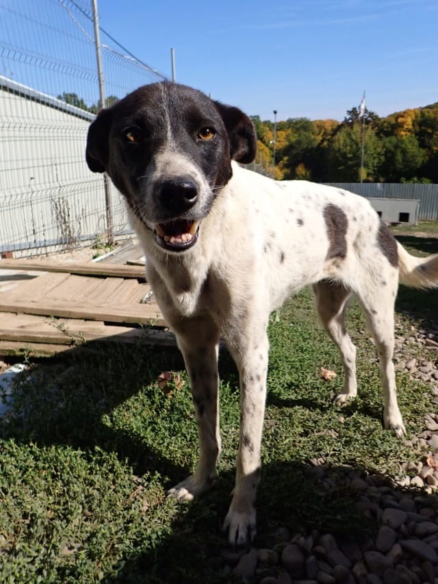 Jeanette, chien à l'adoption chez Remember Me France