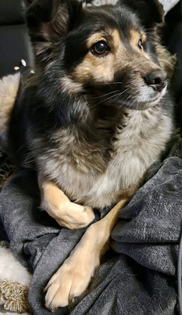 Jiji, chien à l'adoption chez Remember Me France