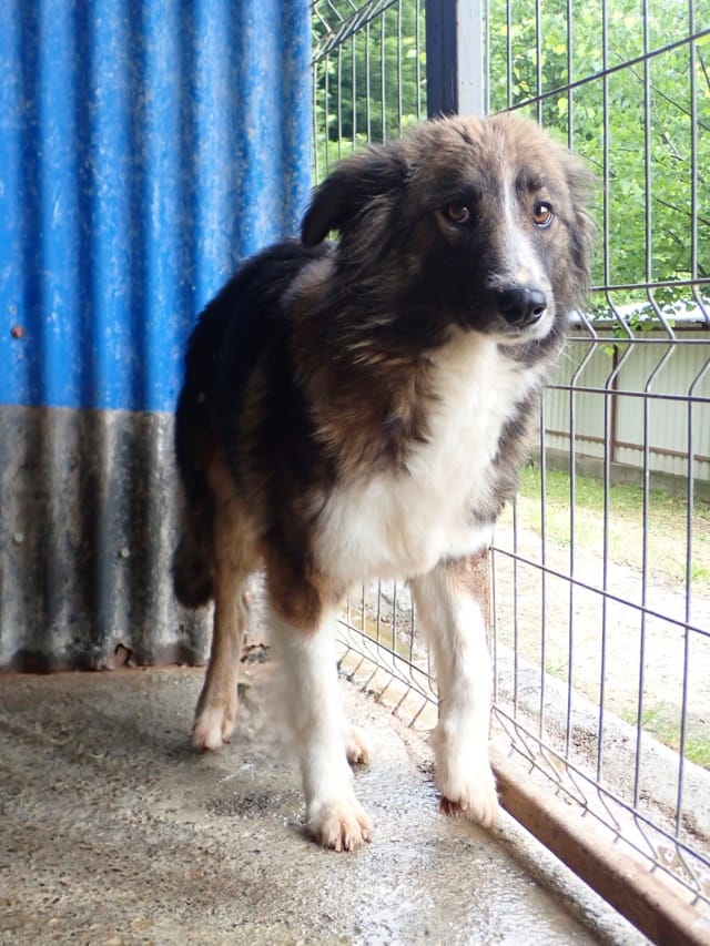 Jinn, chien à l'adoption