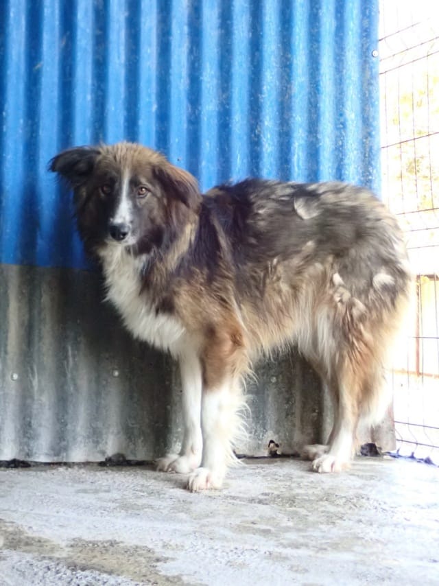 Jinn, rescue dog available for adoption