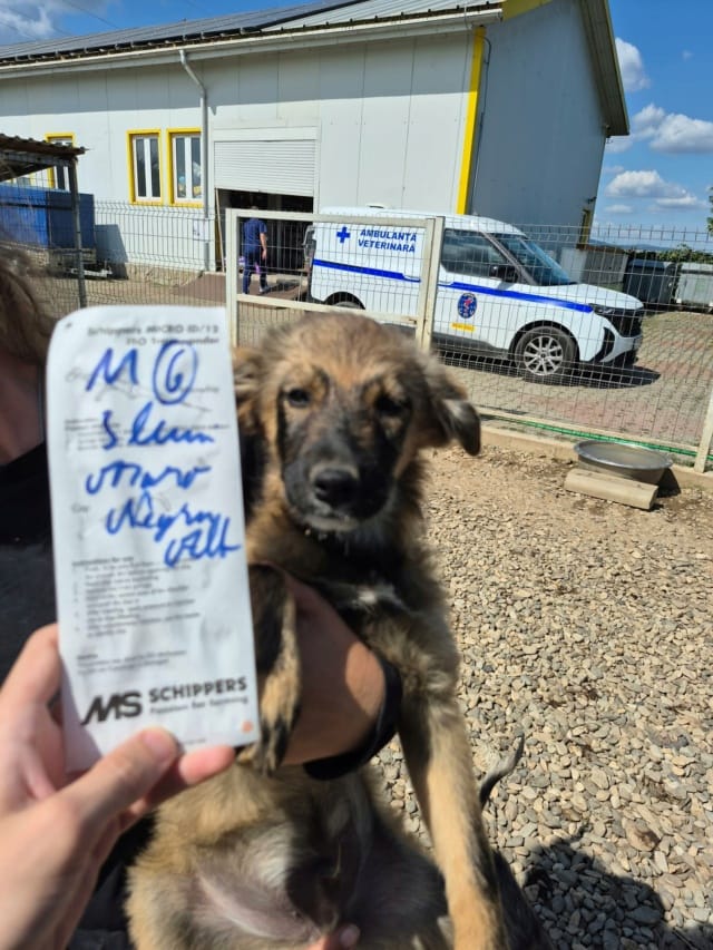 Jomo, chien à l'adoption