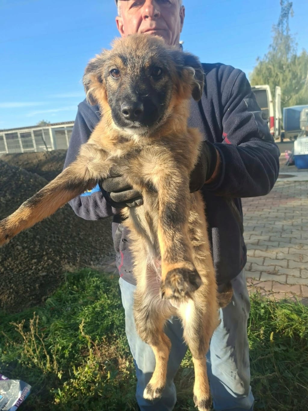 Jomo, chien à l'adoption chez Remember Me France