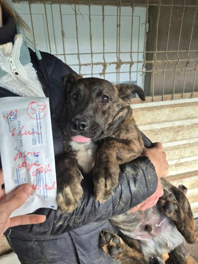 Judo, chien à l'adoption