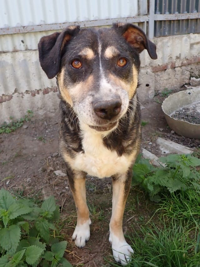 Junko, chien à l'adoption