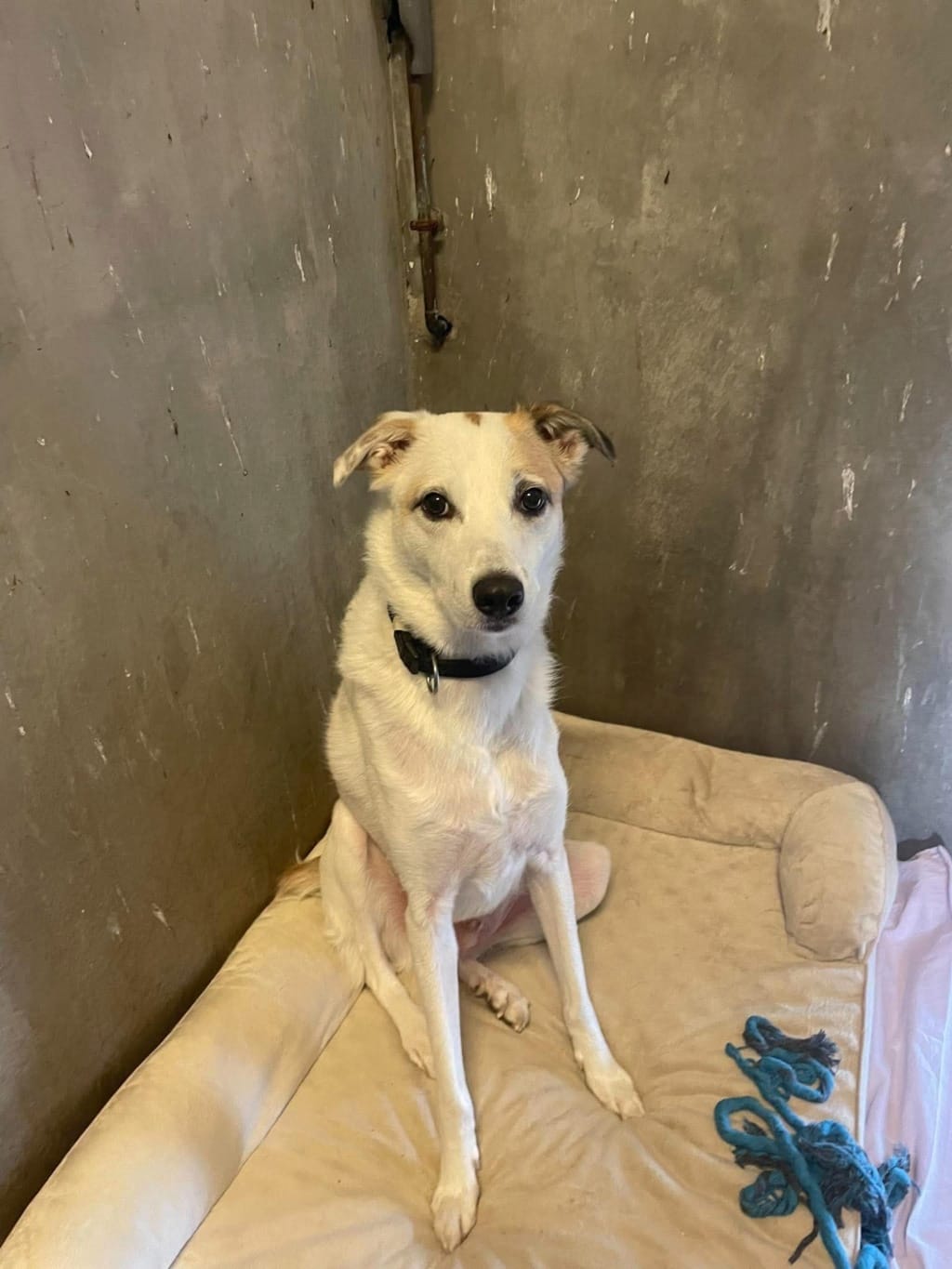 Kaito, chien à l'adoption chez Remember Me France