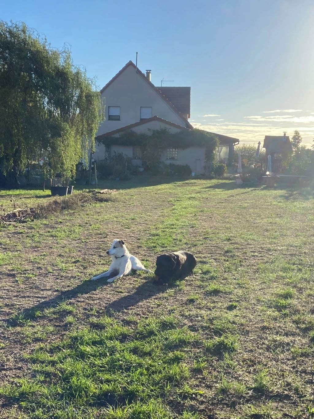 Kaito, chien à l'adoption chez Remember Me France