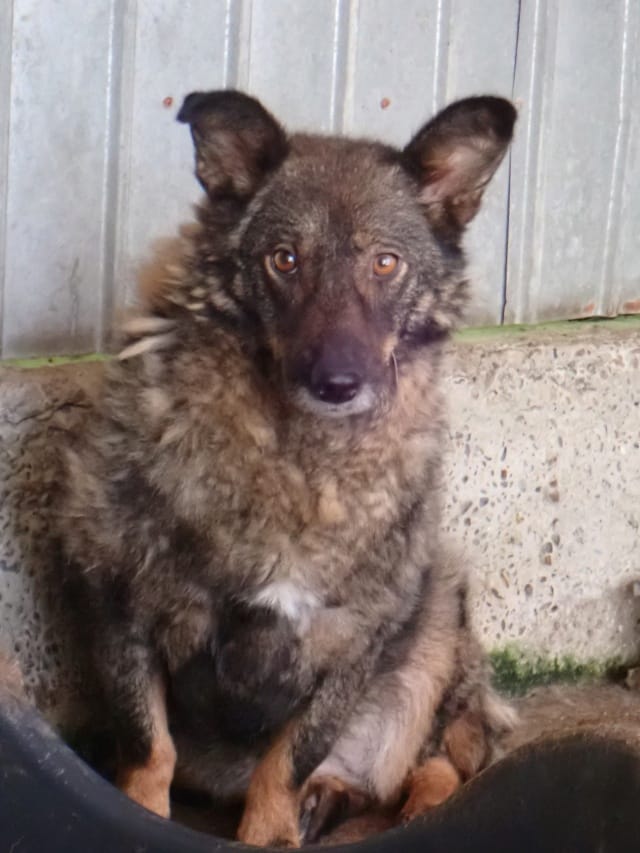 Kaly, chien à l'adoption