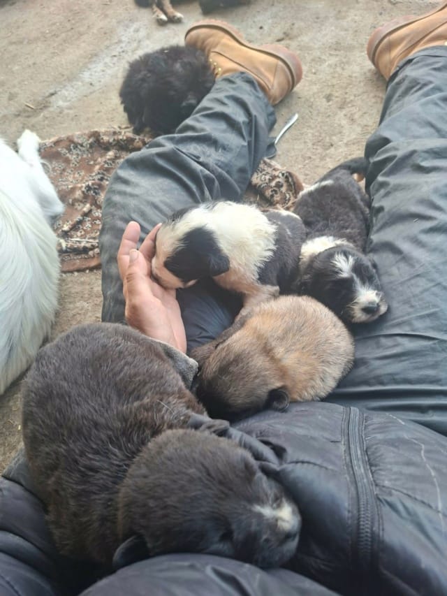 Kaola, chien à l'adoption