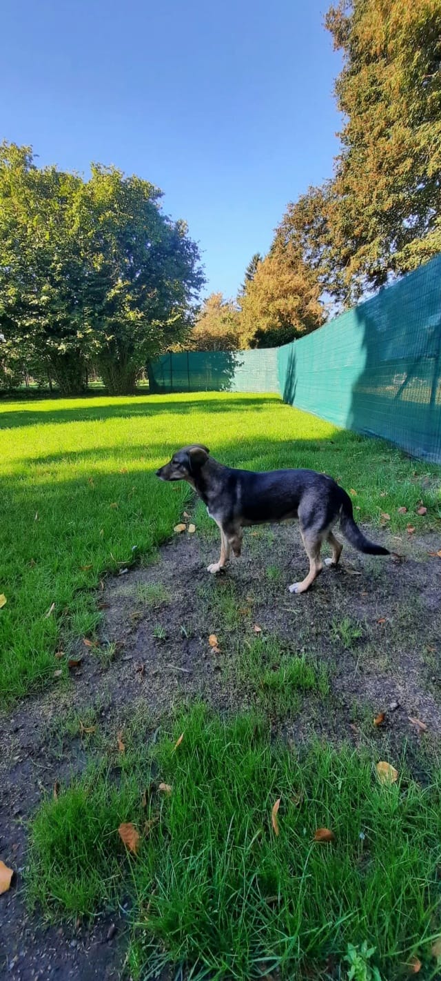 Karaba, chien à l'adoption chez Remember Me France