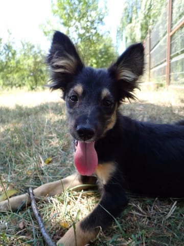 Katalina, chien à l'adoption