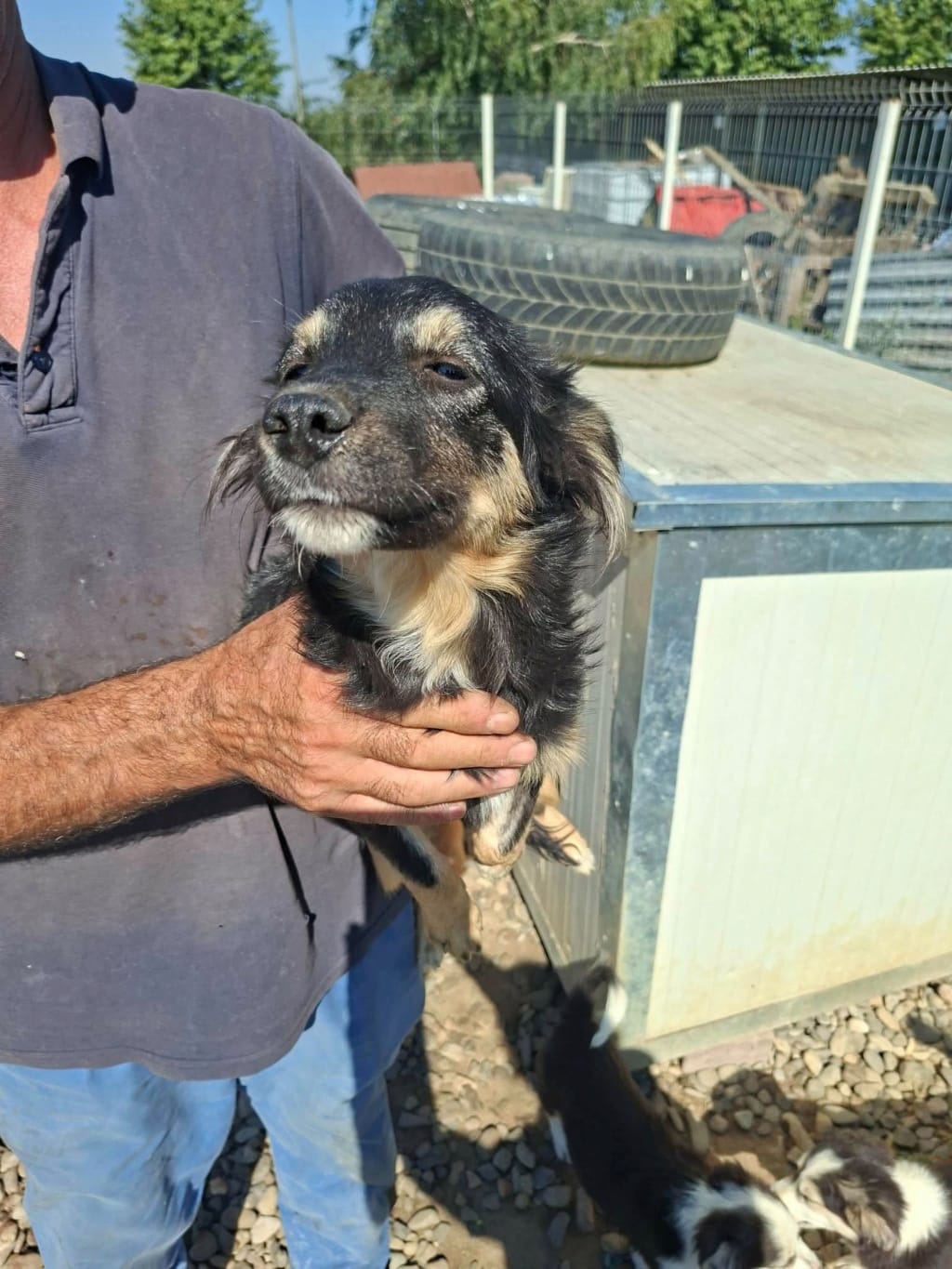 Katalina, chien à l'adoption chez Remember Me France