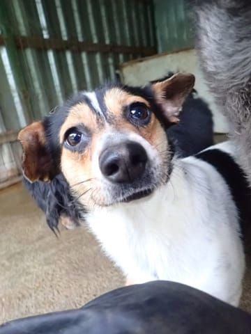 Katzuki, chien à l'adoption