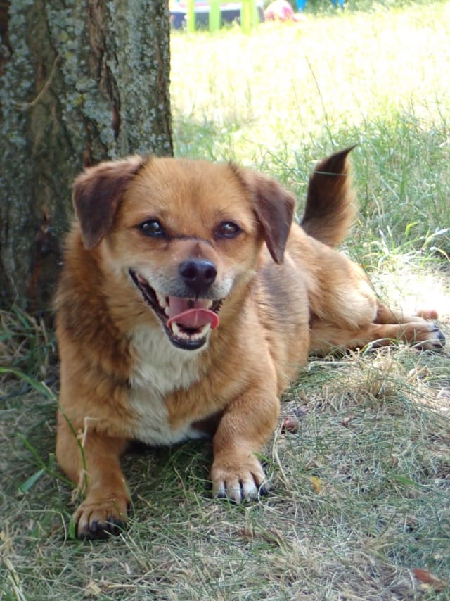 Kiddy, rescue dog available for adoption
