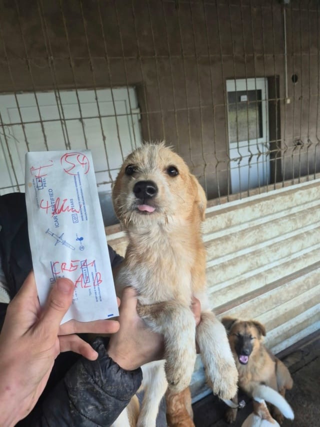 Kifkif, chien à l'adoption