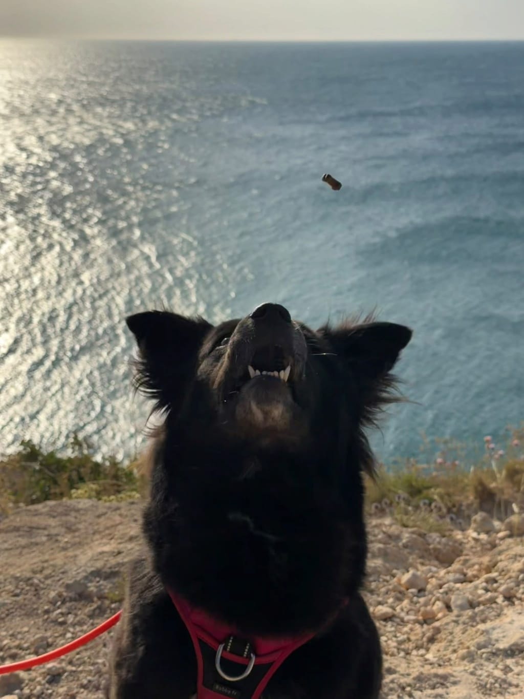 Kilia, chien à l'adoption chez Remember Me France