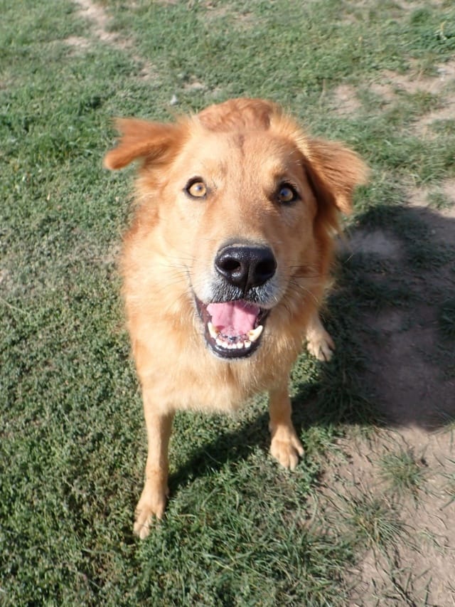 Kingston, chien à l'adoption chez Remember Me France