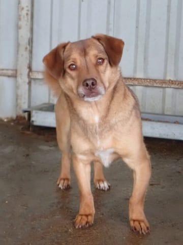Kira, chien à l'adoption