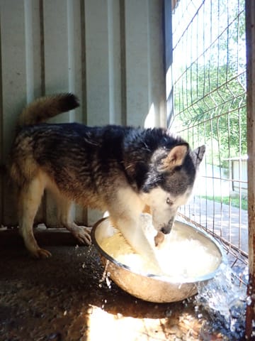 Kira2, chien à l'adoption