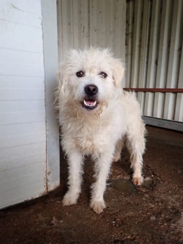 Korugu, rescue dog available for adoption